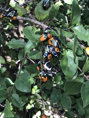 Ramosiana insignis