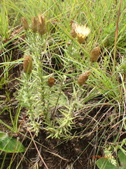 Helichrysum herbaceum