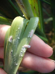 Balanococcus gahniicola