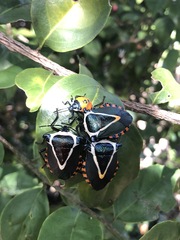 Ramosiana insignis