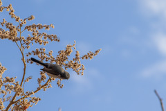 Heliocarpus terebinthinaceus