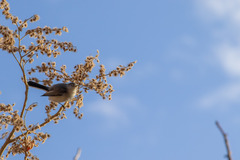 Heliocarpus terebinthinaceus