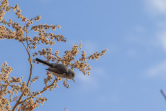 Heliocarpus terebinthinaceus