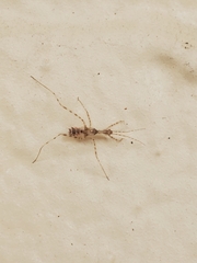 Stenolemus fraterculus