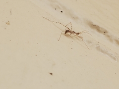 Stenolemus fraterculus