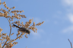 Heliocarpus terebinthinaceus