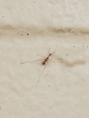 Stenolemus fraterculus