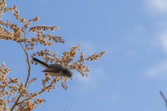 Heliocarpus terebinthinaceus