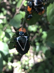 Ramosiana insignis