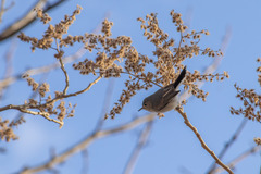 Heliocarpus terebinthinaceus