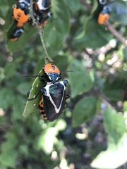 Ramosiana insignis