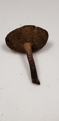 Cyanoboletus cyaneitinctus