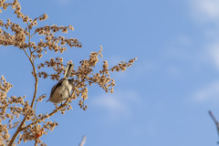 Heliocarpus terebinthinaceus