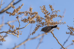 Heliocarpus terebinthinaceus