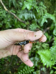 Lithobates warszewitschii