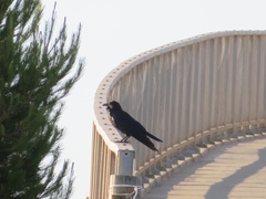 Corvus mellori