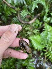 Lithobates warszewitschii