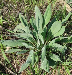 Cynoglossum creticum