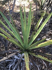 Agave vivipara