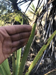 Agave vivipara