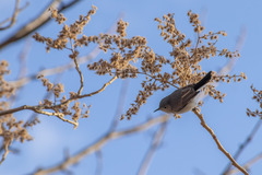 Heliocarpus terebinthinaceus