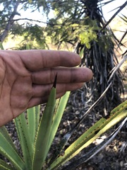 Agave vivipara