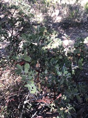 Malacomeles denticulata