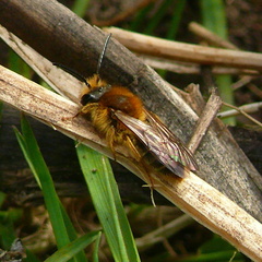 Andrena nitida