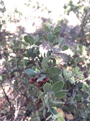 Malacomeles denticulata