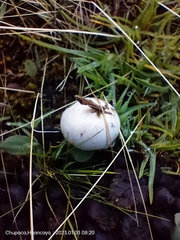 Fungi