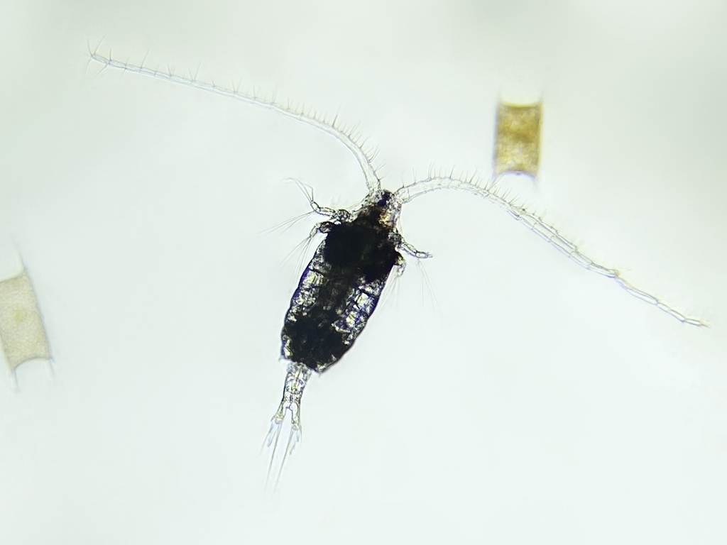Centropages typicus