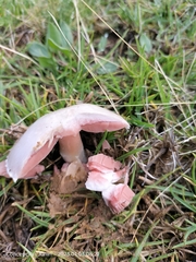 Fungi