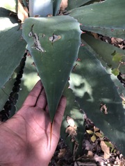 Agave seemanniana