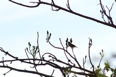 Leiothlypis ruficapilla