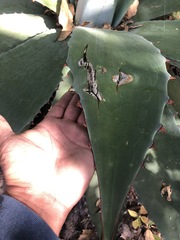Agave seemanniana