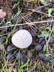 Fungi