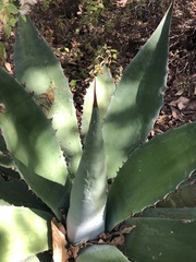 Agave seemanniana