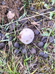 Fungi