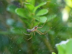 Linyphia triangularis