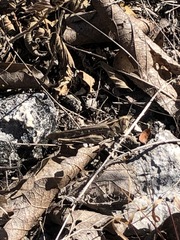 Rhammatocerus viatorius