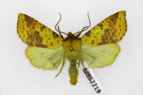 Pink-barred Sallow