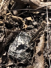 Rhammatocerus viatorius