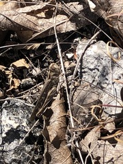 Rhammatocerus viatorius