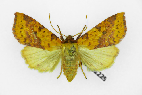 Pink-barred Sallow