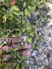 Malacomeles denticulata