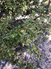 Malacomeles denticulata