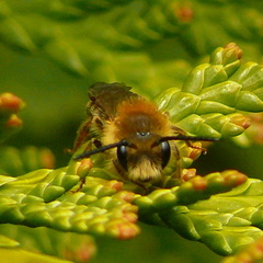 Andrena nitida
