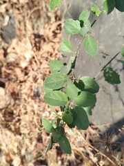 Pithecellobium dulce