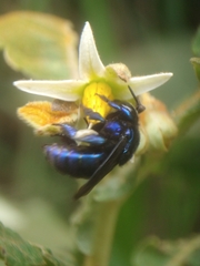 Euglossini