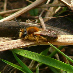 Andrena nitida